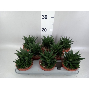 Haworthia limifolia