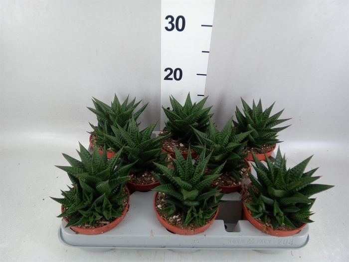 <h4>Haworthia limifolia</h4>