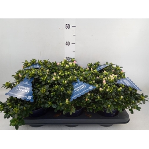 Rhododendron sim. 'Hor Chris Matto'