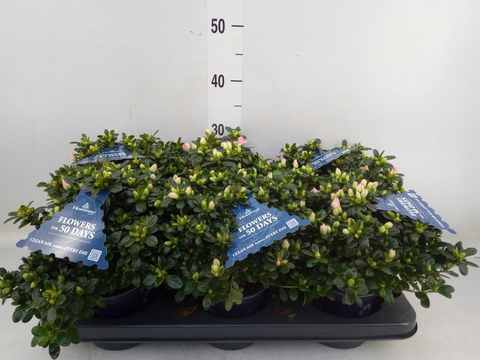 <h4>Rhododendron sim. 'Hor Chris Matto'</h4>