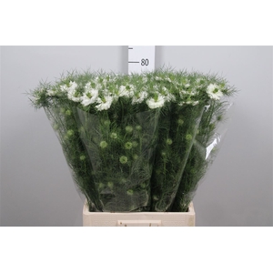 Nige D Mystery White