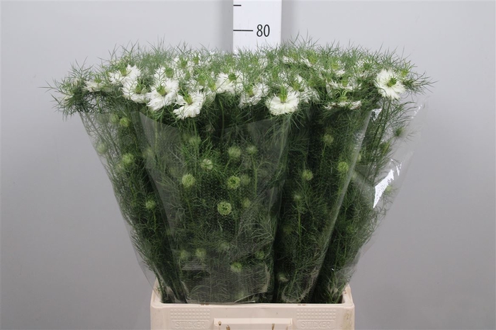 Nige D Mystery White