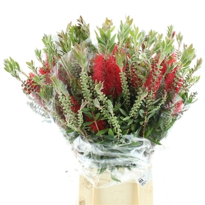Callistemon 250gram