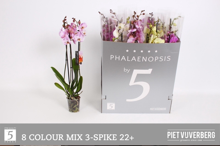 <h4>PHAL GEM 8 KL</h4>