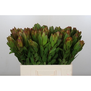 LEUCAD SAF GOLDSTRIK