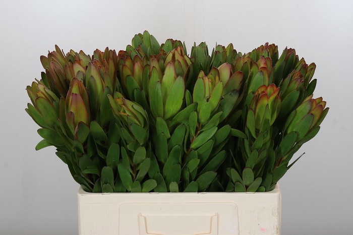 <h4>LEUCAD SAF GOLDSTRIK</h4>