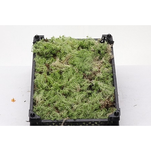 Dec Sphagnum Plastic