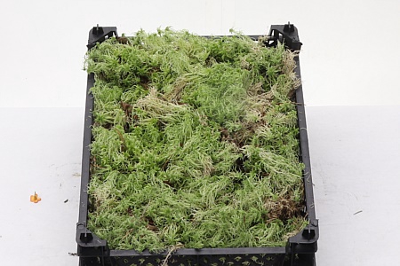 <h4>Dec Sphagnum Plastic</h4>