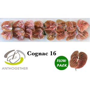 Anthurium Cognac