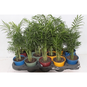 CHAMAEDOREA ELEGANS P11