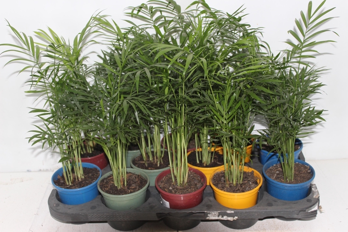 CHAMAEDOREA ELEGANS P11