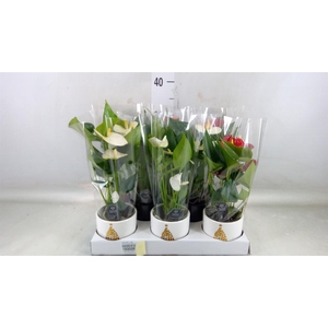 Anthurium   ...mix