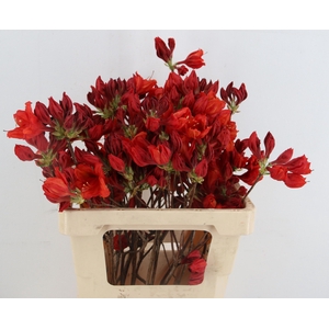 RHODO OV