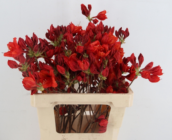 <h4>RHODO OV</h4>