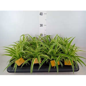 Chlorophytum com. 'Ocean'