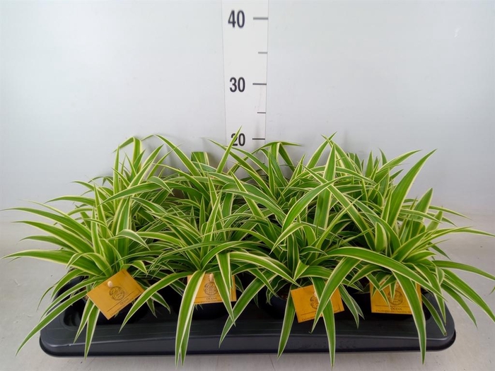 <h4>Chlorophytum com. 'Ocean'</h4>