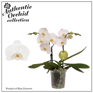 Phalaenopsis Spirit White 2 spike - 12cm | Authentic