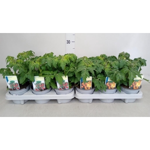 Solanum lycopersicum   ...