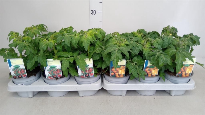 <h4>Solanum lycopersicum   ...</h4>