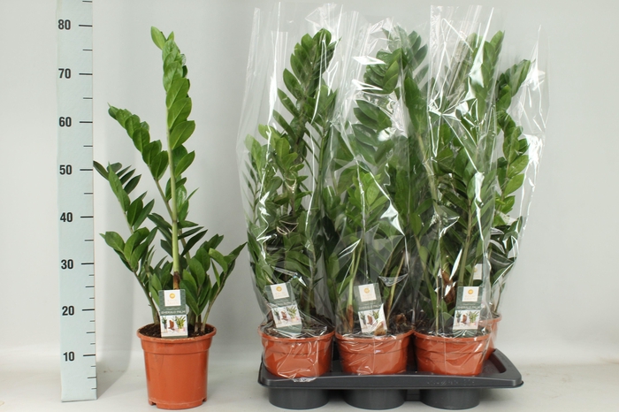 <h4>ZAMIO ZAMIIFOLIA</h4>