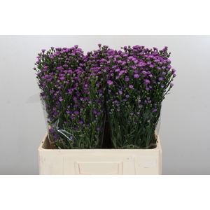 Aster Baby Pink