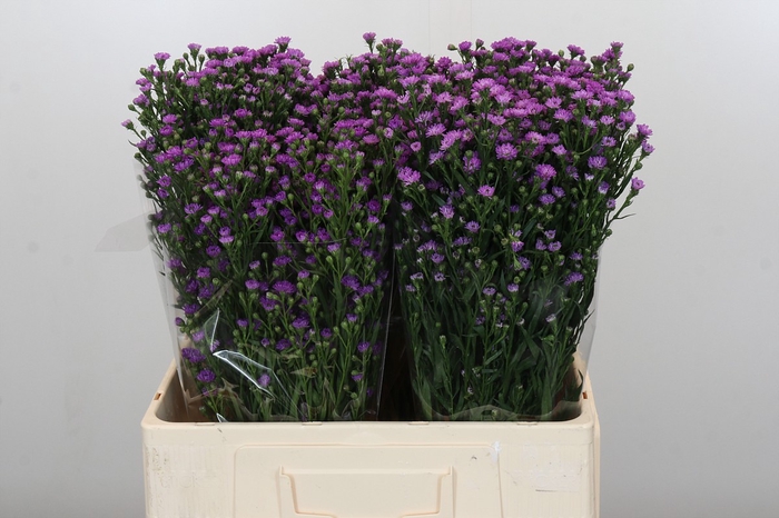 Aster Baby Pink
