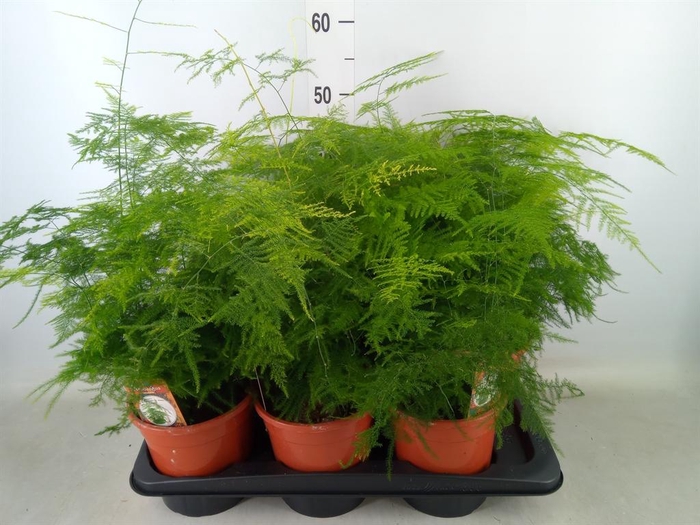 <h4>Asparagus setaceus</h4>