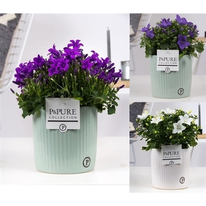 Campanula Mix Pure Sophie