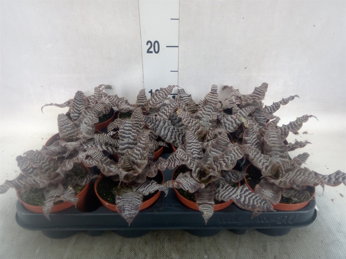 <h4>Cryptanthus zonatus</h4>