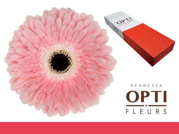 <h4>GE GR GRACELAND</h4>