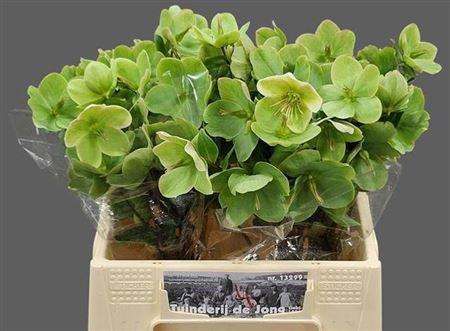 <h4>Hell Frk Moondance</h4>