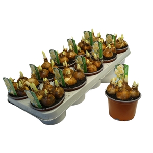 NARCISSUS BRIDAL CROWN P12