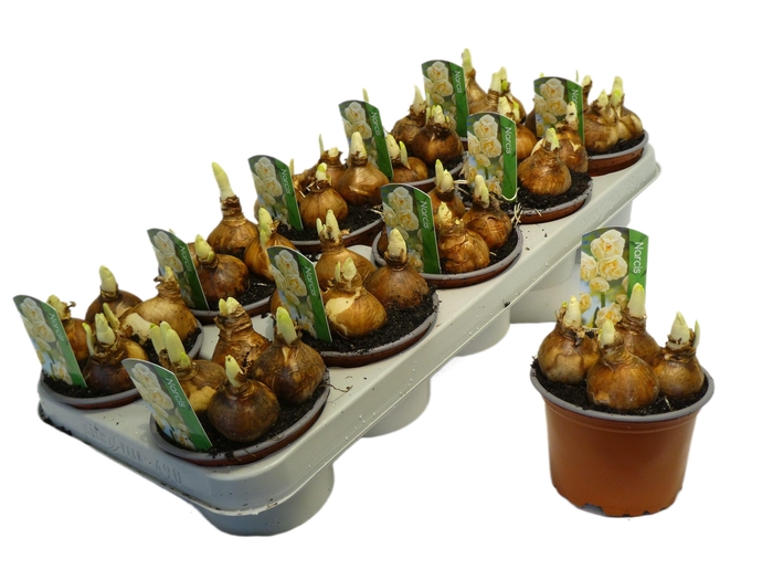 <h4>NARCISSUS BRIDAL CROWN P12</h4>