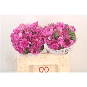 Anemone Levante Fucsia