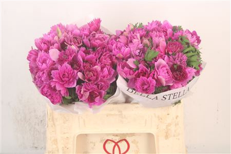 <h4>Anemone Levante Fucsia</h4>