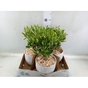 Arr.   Tuinplanten H%