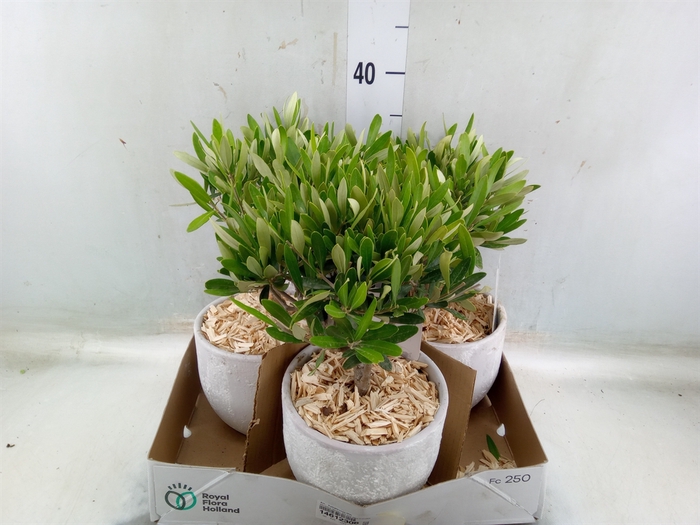 <h4>Arr.   Tuinplanten H%</h4>