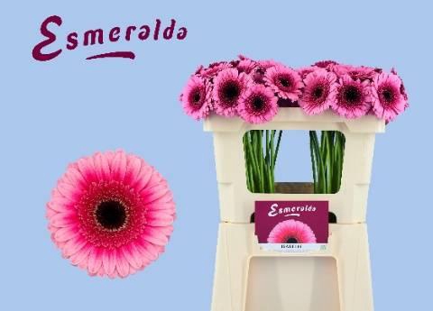 <h4>GE MI ISABELLE</h4>