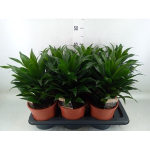 Dracaena frag. 'Compacta'