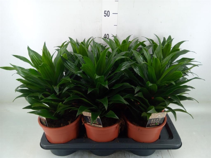 <h4>Dracaena frag. 'Compacta'</h4>