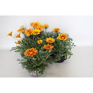 Gazania Kiss Goldenflame