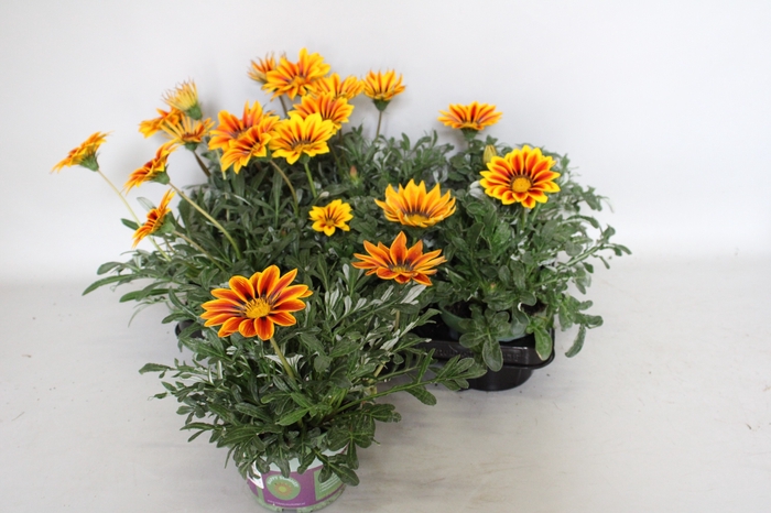 <h4>Gazania Kiss Goldenflame</h4>