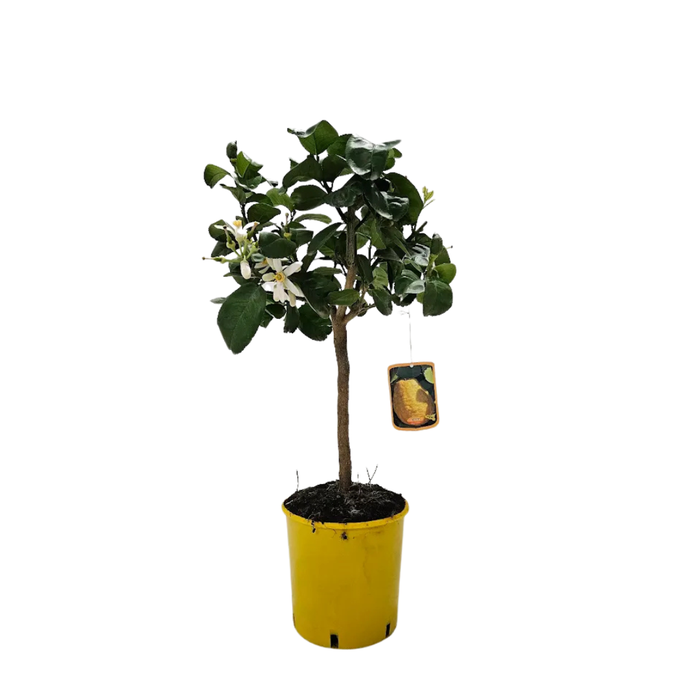 <h4>Citrus hystrix</h4>