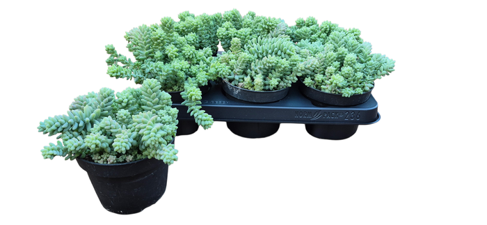 <h4>SEDUM BURRITO</h4>