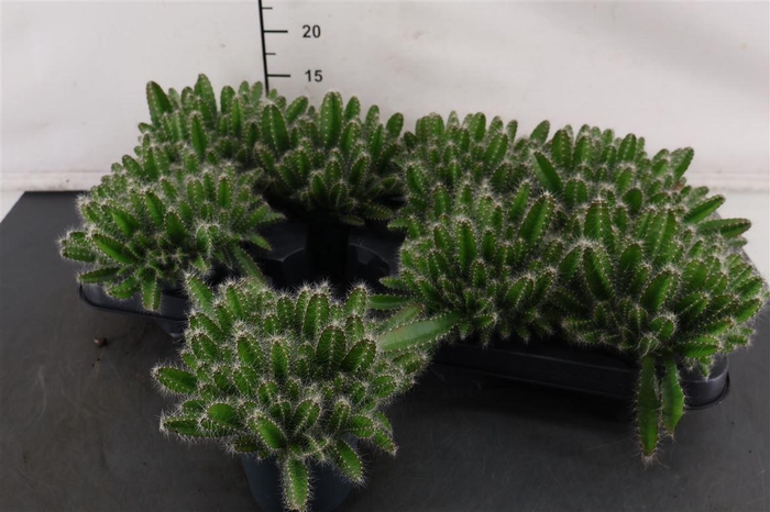 <h4>Hylocereus 10.5 Cm. P. Undatus</h4>