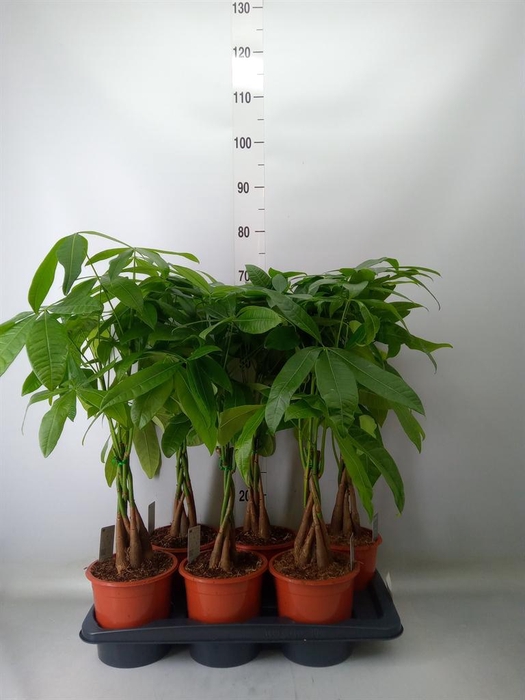 <h4>Pachira aquatica</h4>