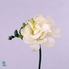 FREESIA DU EXCELLENT 23 GR.