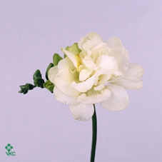 Freesia du Excellent