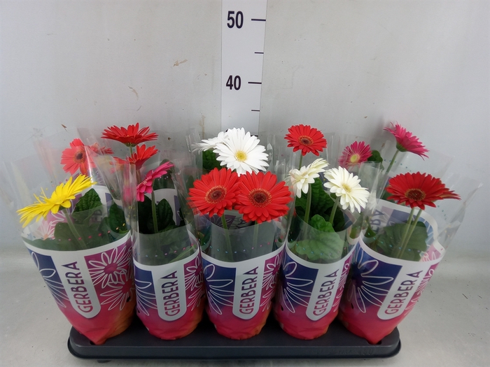 <h4>Gerbera  'Colourgame'   ...mix</h4>