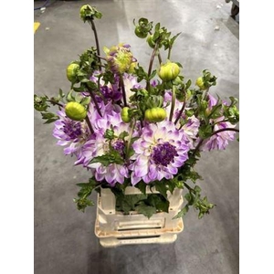 Dahl Deco Paars-wit